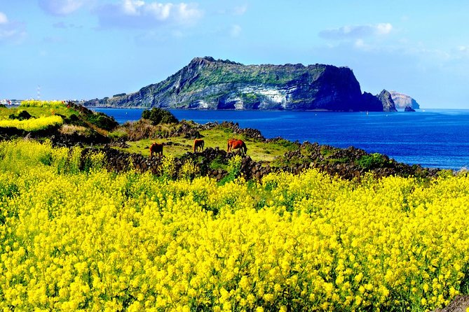 Jeju Premium Small Group UNESCO Day Tour - East Course - What to Expect on Tour