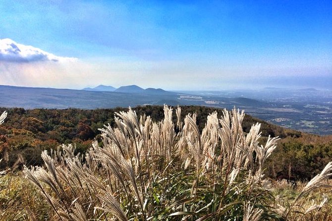 Jeju Premium Small Group UNESCO Day Tour - South Course - Booking and Availability Information