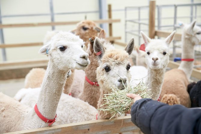 Alpaca World & Suspension Bridge Day Tour With Luge Ride