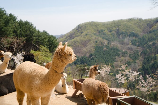 Alpaca World Tour With Nami Island & Optional Railbike or Garden - Meeting and Pickup Information