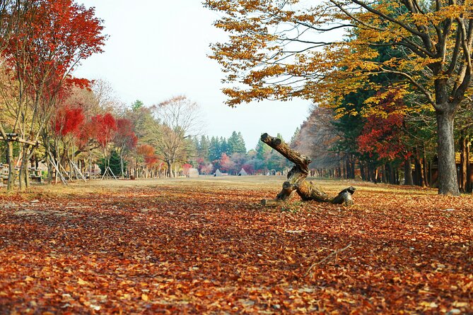 Full Day Private Tour Nami Island, Garden & Petite France