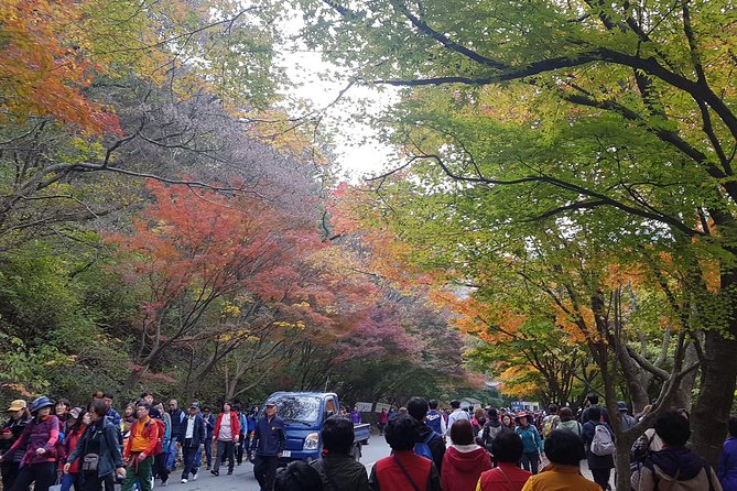 Naejangsan National Park Autumn Foliage Tour From Busan