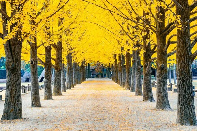 Nami Island & Petite France & Italian Village & Gangchon Rail Bike One-Day Tour