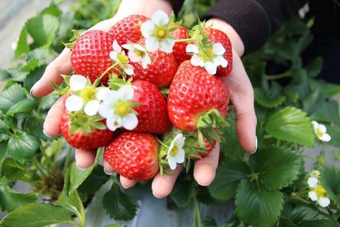 Nami Island & Strawberry Trip With Railbike & Opt. Korean Garden