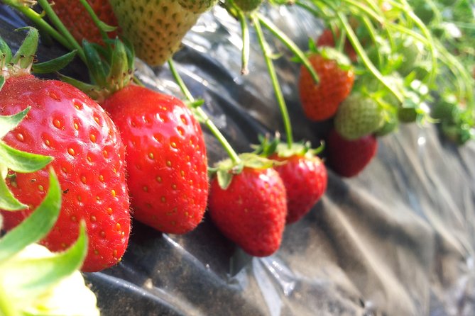 [Perfect Private Tour] Nami Island, Petite France and Organic Strawberry Farm