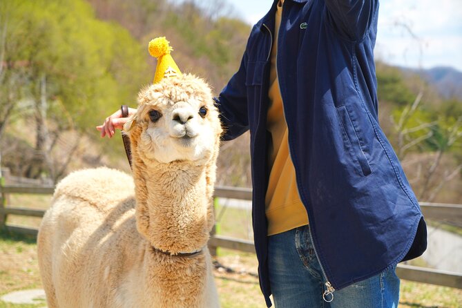 Alpaca World Tour With Nami Island & Optional Railbike or Garden - What to Expect on This Tour