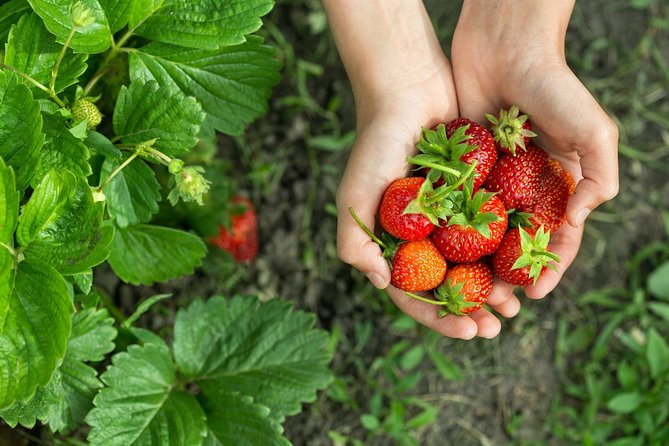 Nami Island & Strawberry Trip With Railbike & Opt. Korean Garden - Railbike Experience