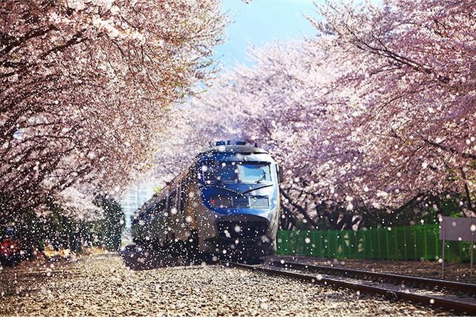 Spring 6 Days Cherry Blossom Jeju&Busan&Jinhae&Gyeongju on 31 Mar to 10 Apr - Important Tour Notes and Restrictions