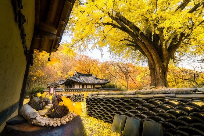 Memorable Autumn Foliage Random Tour (From Busan) - Accessibility and Requirements