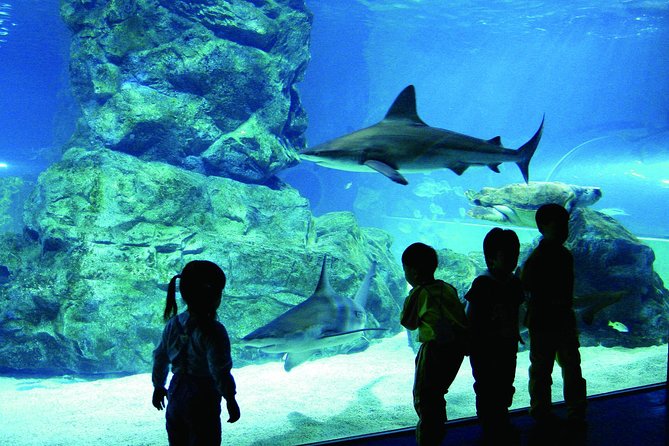 Afternoon Coex Aquarium, Han River Cruise Tour - Traveler Reviews and Ratings