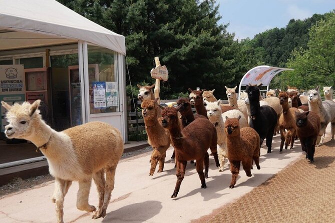 Alpaca World and Nami Island With Gangchon Rail Bike Tour - Tour Logistics and Schedule