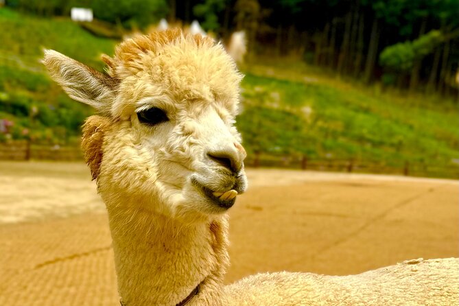 Full-Day Private Tour to Alpaca World/Nami Island With Tickets - Meeting and Pickup Arrangements