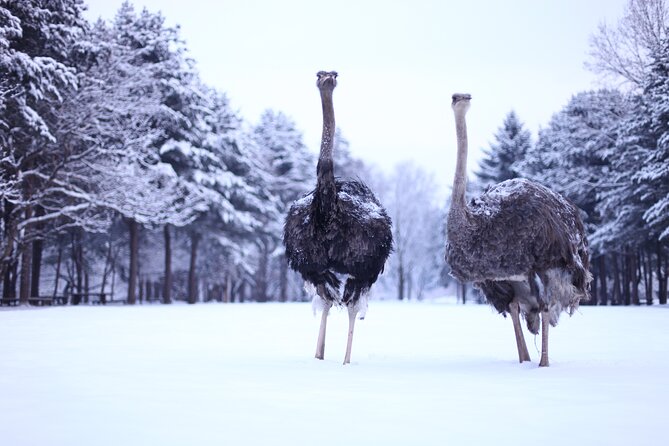 Nami Island & Strawberry Trip With Railbike & Opt. Korean Garden - Tour Options and Pricing