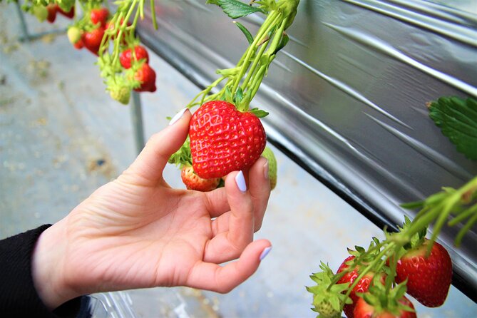 Pocheon Seasonal Fruit Picking & Exploration Tour From Seoul - What to Expect on Tour