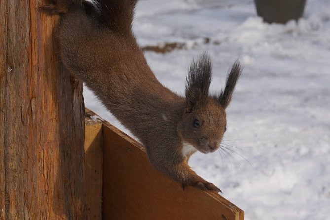 Private Tour: Nami Island & (Alpaca World or Morning Calm) - Pricing and Policies