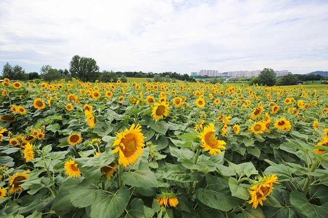 Private Full Day Tour Anseong Farm Land With Gwangmyeong Cave - Anseong Farm Land Highlights