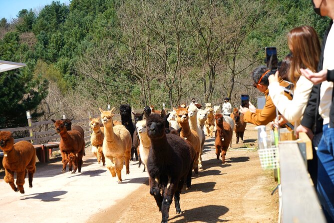 Alpaca World Tour With Nami Island & Optional Railbike or Garden - Optional Railbike and Garden Fun