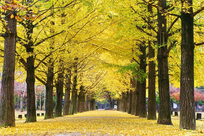 Full Day Private Tour Nami Island, Garden & Petite France - Booking and Cancellation Terms