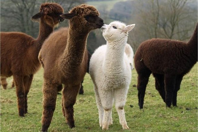 Alpaca World & Nami Island & Garden of Morning Calm One Day Tour - Just The Basics