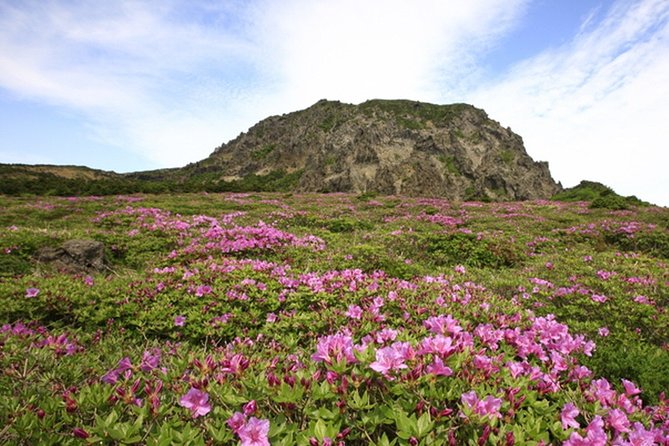 Full-Day Customizable Private Essential Jeju Island Tour for South Course - Just The Basics