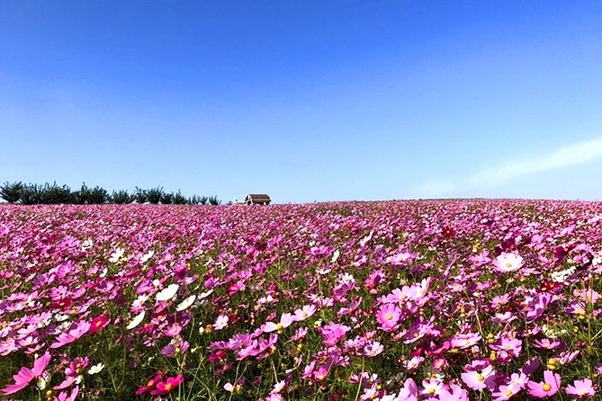 Private Full Day Tour Anseong Farm Land With Gwangmyeong Cave - Just The Basics