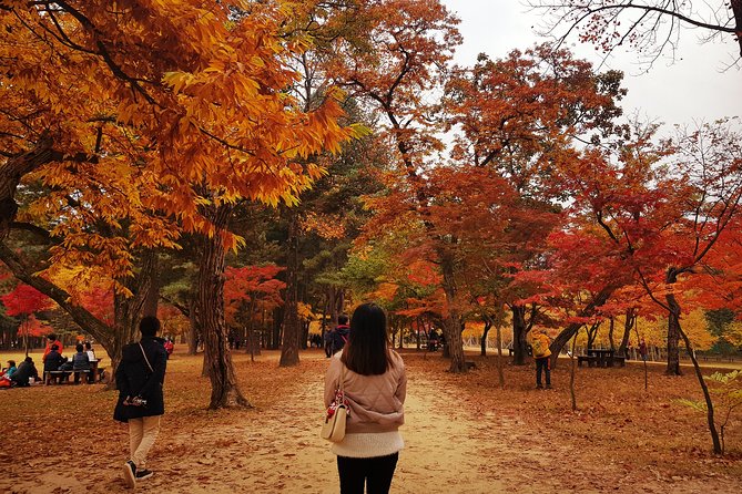 [ Full Day ] Nami Island & Petit France From Seoul