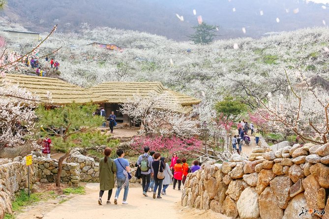 Gwangyang Maewha Flower and Jeonju Hanok Village 1 Day Trip From Seoul