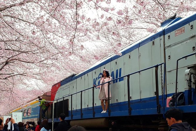 Jinhae Cherry Blossom and Busan Sunrise Tour From Seoul