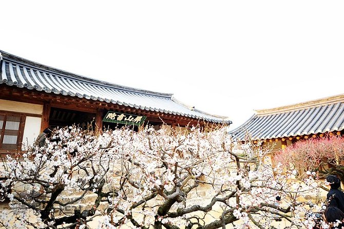 The Beauty of the Korea Cherry Blossom Discover 9days 8nights