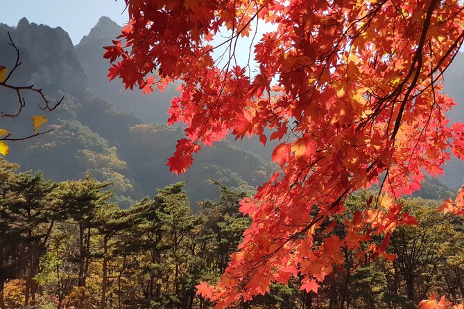 2 Days Private Tour : Mt Seorak & Naksansa Temple & Nami Island From Seoul - What to Expect on Tour