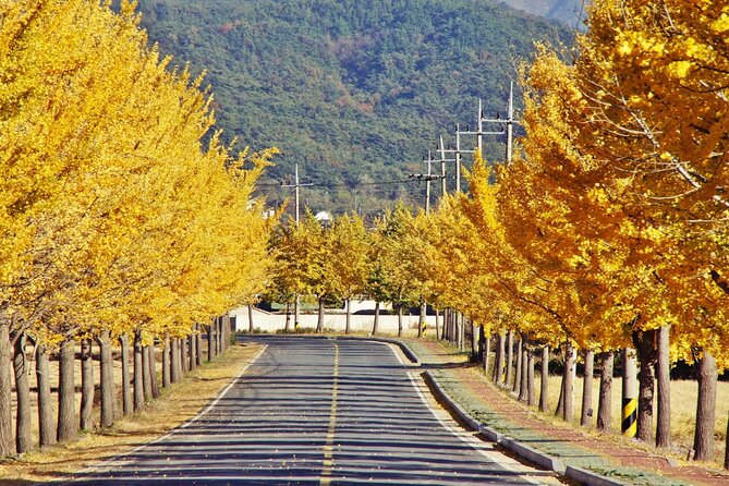 Gyeongju Maple Tour From Busan - Important Tour Information