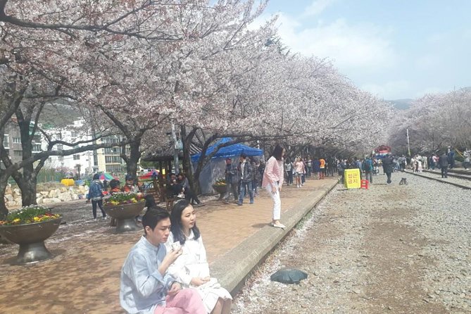 Jinhae Cherry Blossom and Busan Sunrise Tour From Seoul - Included Services and Amenities