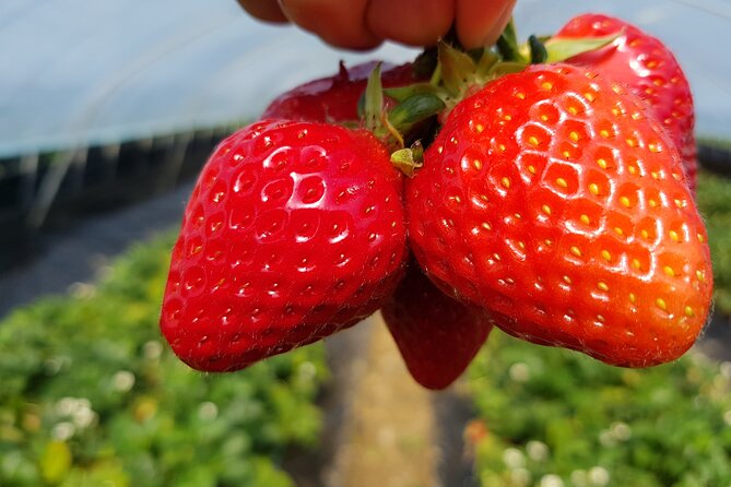 Nami Island & Strawberry Picking and Jam Making & Railbike - What to Expect