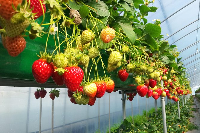 [Private Tour] Organic Strawberry Farm & Nami Island & Petite France - What to Expect