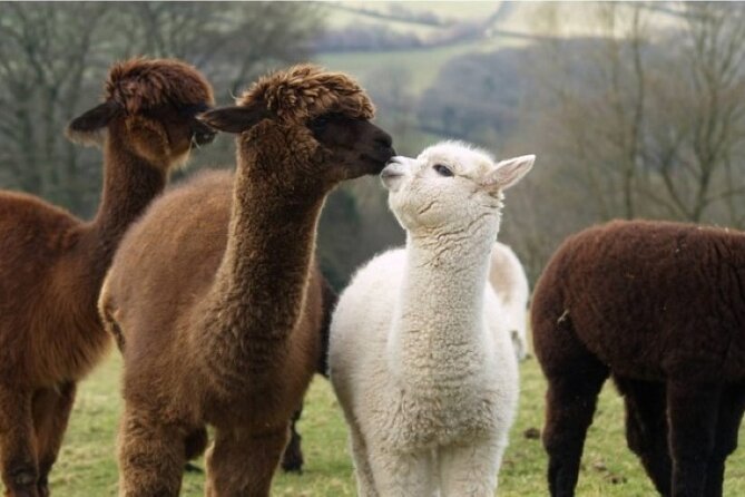 Alpaca World and Hongcheon Gingko Forest Golden Trails Day Tour - Explore Alpaca World