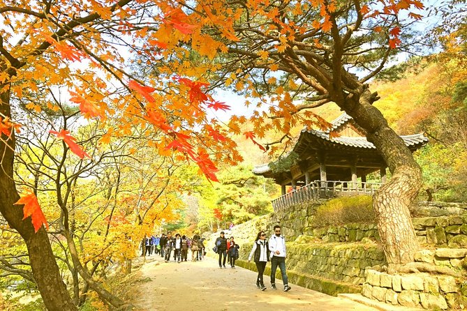 Autumn 8 Days South Korea Tour Including Jeonju,Damyang,Mt.Naejangsan - Transportation and Guide Services