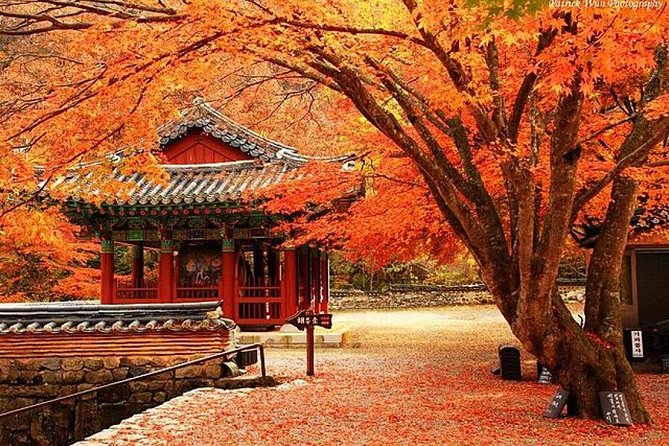 Classic Naejangsan National Park One Day Tour (Autumn Limited） - Pricing and Booking Information