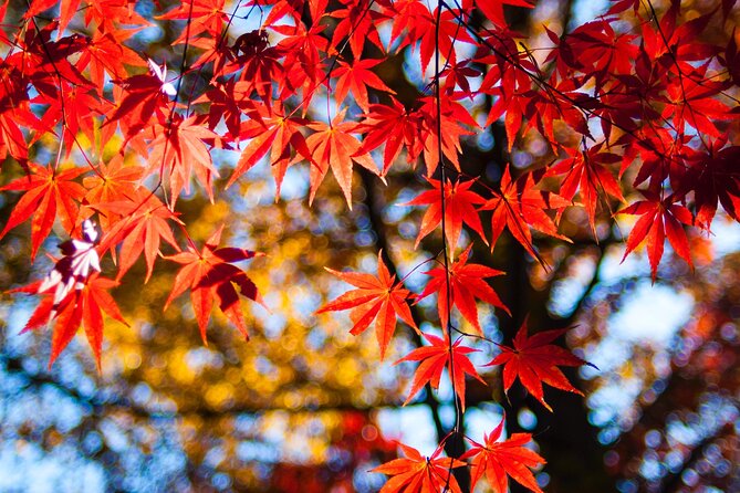 Gyeongju Maple Tour From Busan - Cancellation and Refund Policy