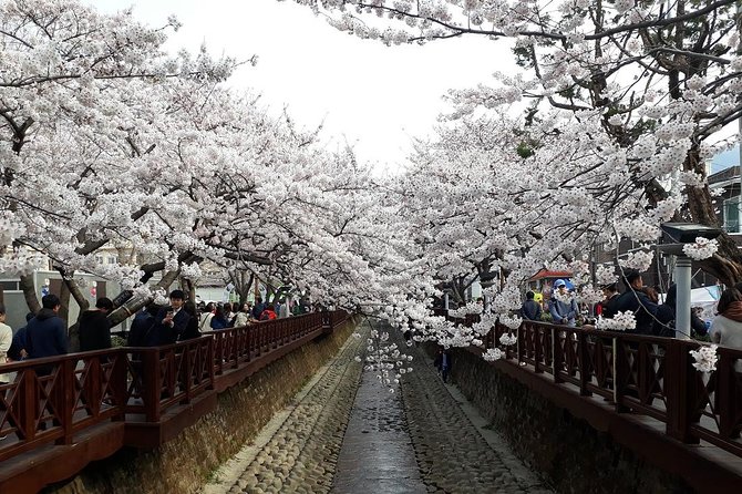 Jinhae Cherry Blossom and Busan Sunrise Tour From Seoul - Important Tour Details and Notes