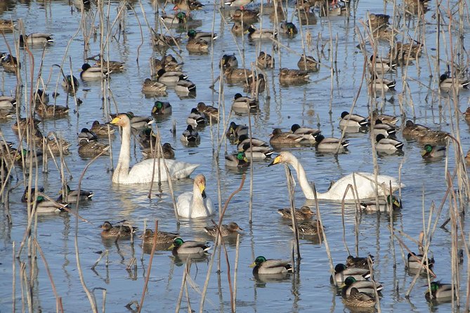 Junam Wetlands and Haeinsa Temple Tour - Practical Tour Information