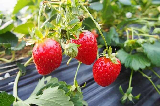 Nami Island & Strawberry Picking and Jam Making & Railbike - Strawberry Picking Adventure