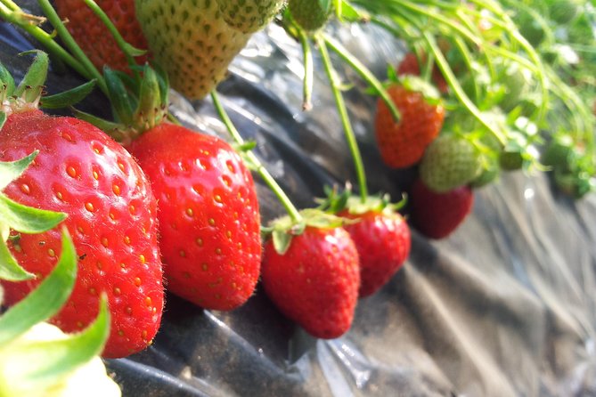 [Private Tour] Organic Strawberry Farm & Nami Island & Petite France - Pickup and Drop-off