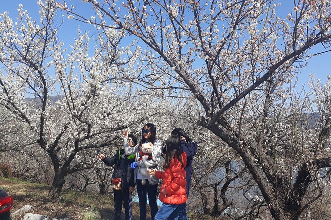 Gwangyang Maewha Flower and Jeonju Hanok Village 1 Day Trip From Seoul - Important Tour Information