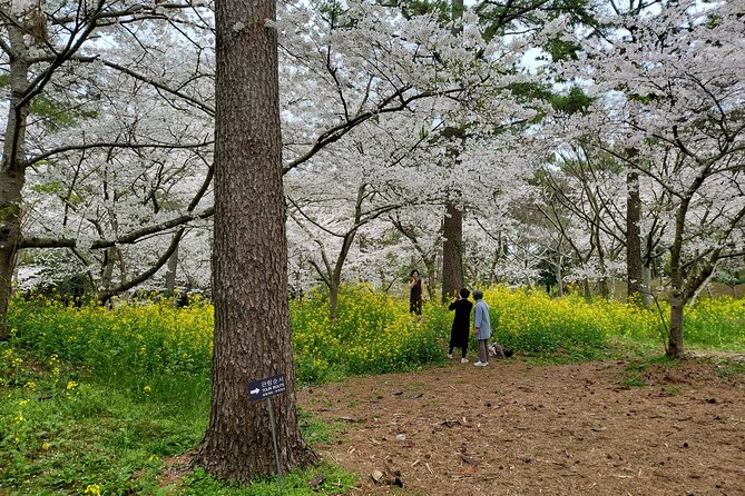 Jeju West Island Bus(Or Taxi )Tour Included Lunch & Entrance Fee - Booking and Payment Information