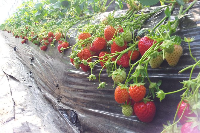 [Private Tour] Organic Strawberry Farm & Nami Island & Petite France - Accessibility Features