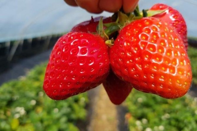 Strawberry Picking+Jam Making+Nami Island+Garden of Morning Calm Lighting Fest - Cancellation and Refund Policies