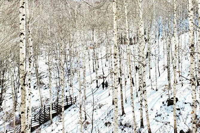 Wondae-ri Birch Forest and Inje Maebawi Ice Wall Full-Day Tour - Important Tour Information