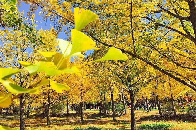 Alpaca World and Hongcheon Gingko Forest Golden Trails Day Tour - Inclusions and Logistics