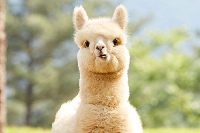 Alpaca World With Gangchon Rail Park One Day Tour - What to Expect on Tour