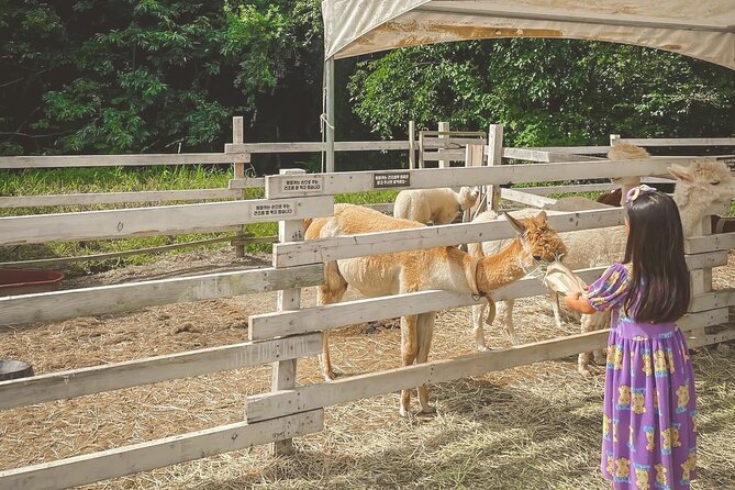 Halal - Central Mosque/Nami Island/Sheep Ranch /Morning Calm - Morning Calms Serene Atmosphere